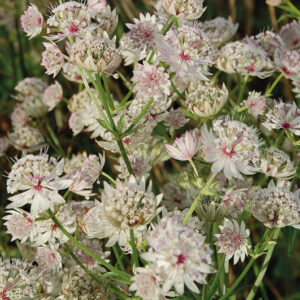 Astrantia Major