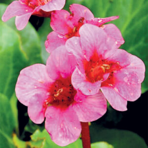 Bergenia Baby Doll