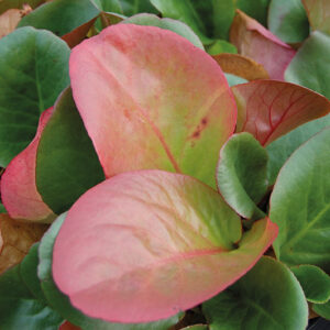 Bergenia Eroica