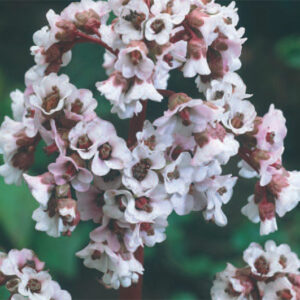 Bergenia Silberlicht