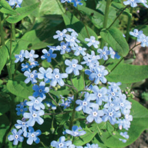 Brunnera Macrophylla