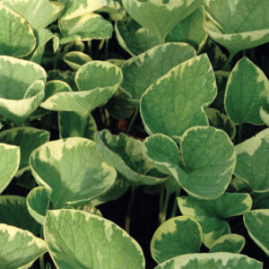 Brunnera Mac Hadspen Cream