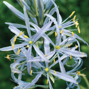 Camassia Cusickii