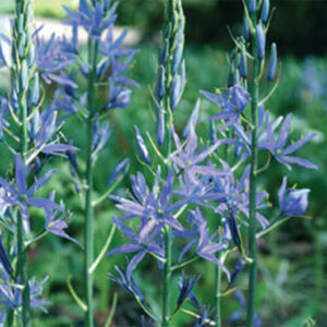 Camassia Quamash