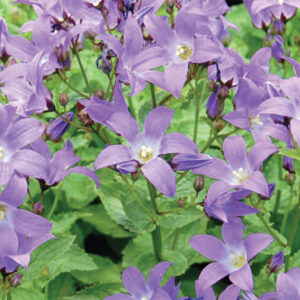 Campanula Lact. Pritchards Var.
