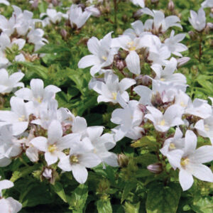 Campanula Lact. White Pouffe