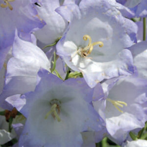 Campanula Carp. Chettle Charm