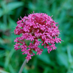 Centranthus Ruber