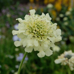 Cephalaria Gigantea