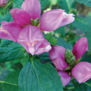 Chelone Obliqua