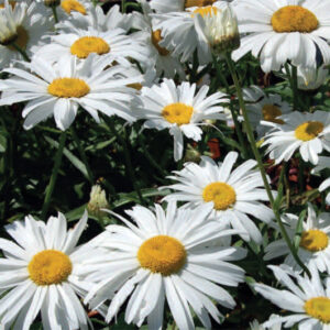 Chrysanthemum Max Silver Princess