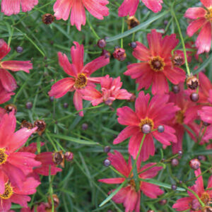 Coreopsis Limerock Dream