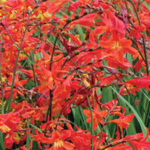 Crocosmia Babylon