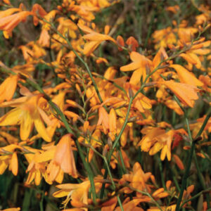 Crocosmia Coleton Fishacre