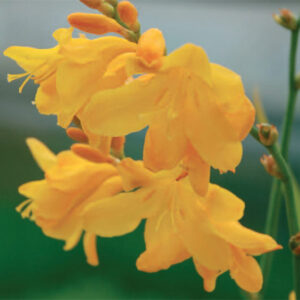 Crocosmia Columbus