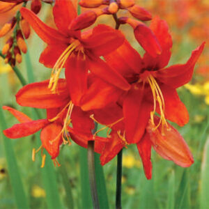Crocosmia Emberglow