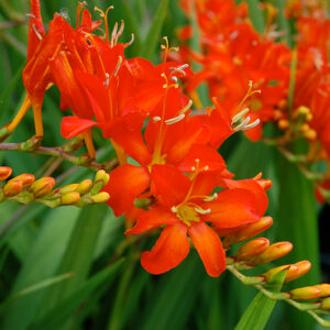 Crocosmia Firebird