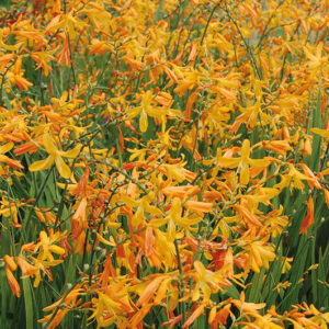 Crocosmia George Davidson
