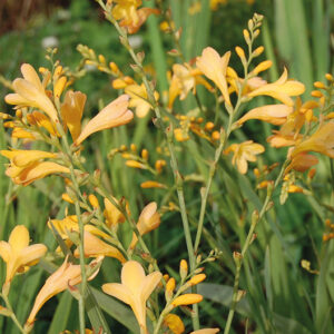 Crocosmia Honey Angel