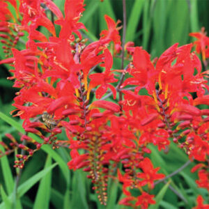 Crocosmia Lucifer