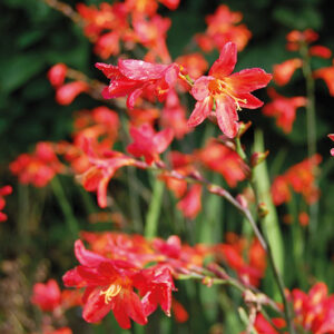 Crocosmia Princess
