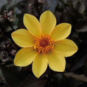 Dahlia Bishop of York