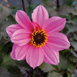 Dahlia Park Princess