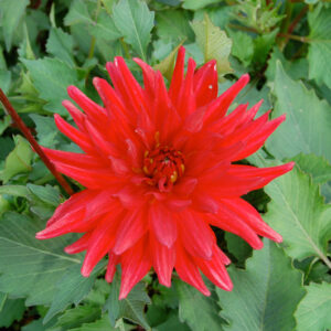 Dahlia Red Pygmy