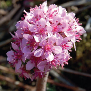 Darmera Peltatum