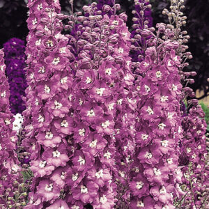 Delphinium Astolat
