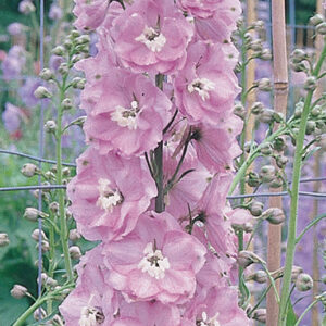 Delphinium Guinevere