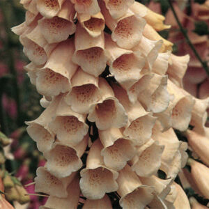 Digitalis Suttons Apricot