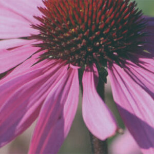 Echinacea Bressingham Hyb.