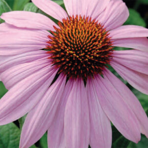 Echinacea Magnus