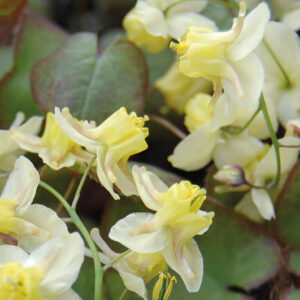 Epimedium Vers Sulphureum