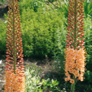 Eremurus Cleopatra