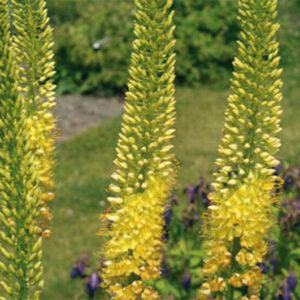 Eremurus Bungii