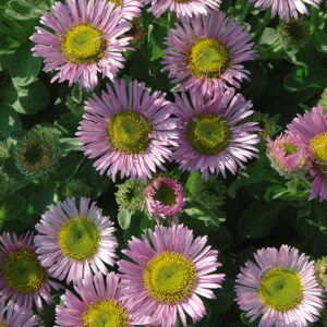 Erigeron Rose Jewel