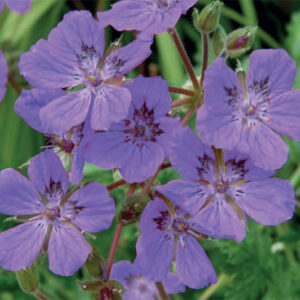 Erodium Manescavi