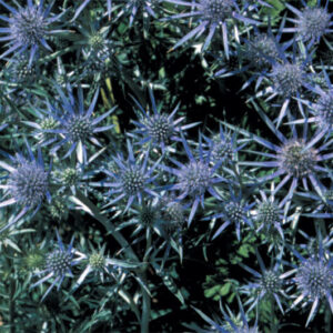 Eryngium Bourgattii