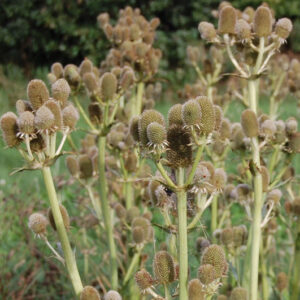 Eryngium Agavifolium