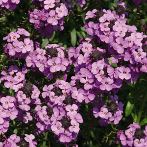 Erysimum Bowles Mauve