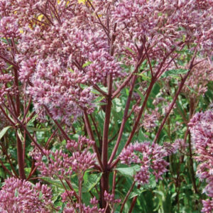 Eupatorium Purpureum