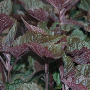 Eupatorium Rug. Chocolate