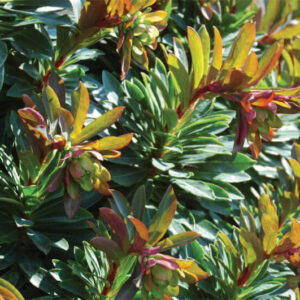 Euphorbia Whistleberry Garnet