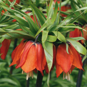 Fritillaria Imp. Rubra
