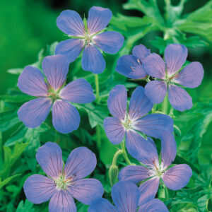 Geranium Brookside