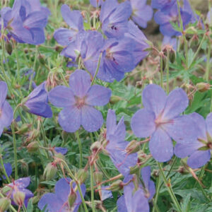 Geranium Grandiflorum Alpinium