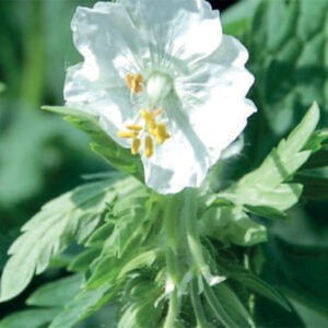 Geranium Phaeum Album