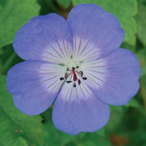 Geranium Rozanne